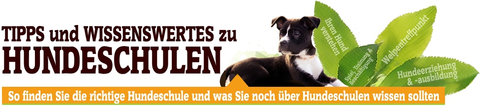 Die richtige Hundeschule für Ihren Hund finden Die richtige Hundeschule für Ihren Hund finden